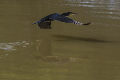 France, Gard (30), Petite Camargue à Aigues-Mortes, Grand Cormoran (Phalacrocorax carbo) ou Cormoran commun