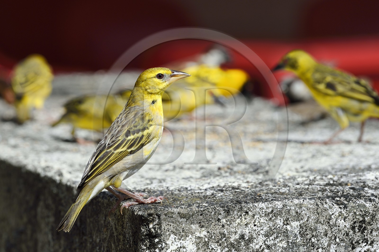 France, Ile de la Reunion, Parc national de La Réunion, classé Patrimoine Mondial de l'UNESCO, Sainte-Rose, anse des Cascades, tisserin gendarme (Ploceus cucullatus) aussi appelé Oiseau Bellier ou Zwazo Belye
