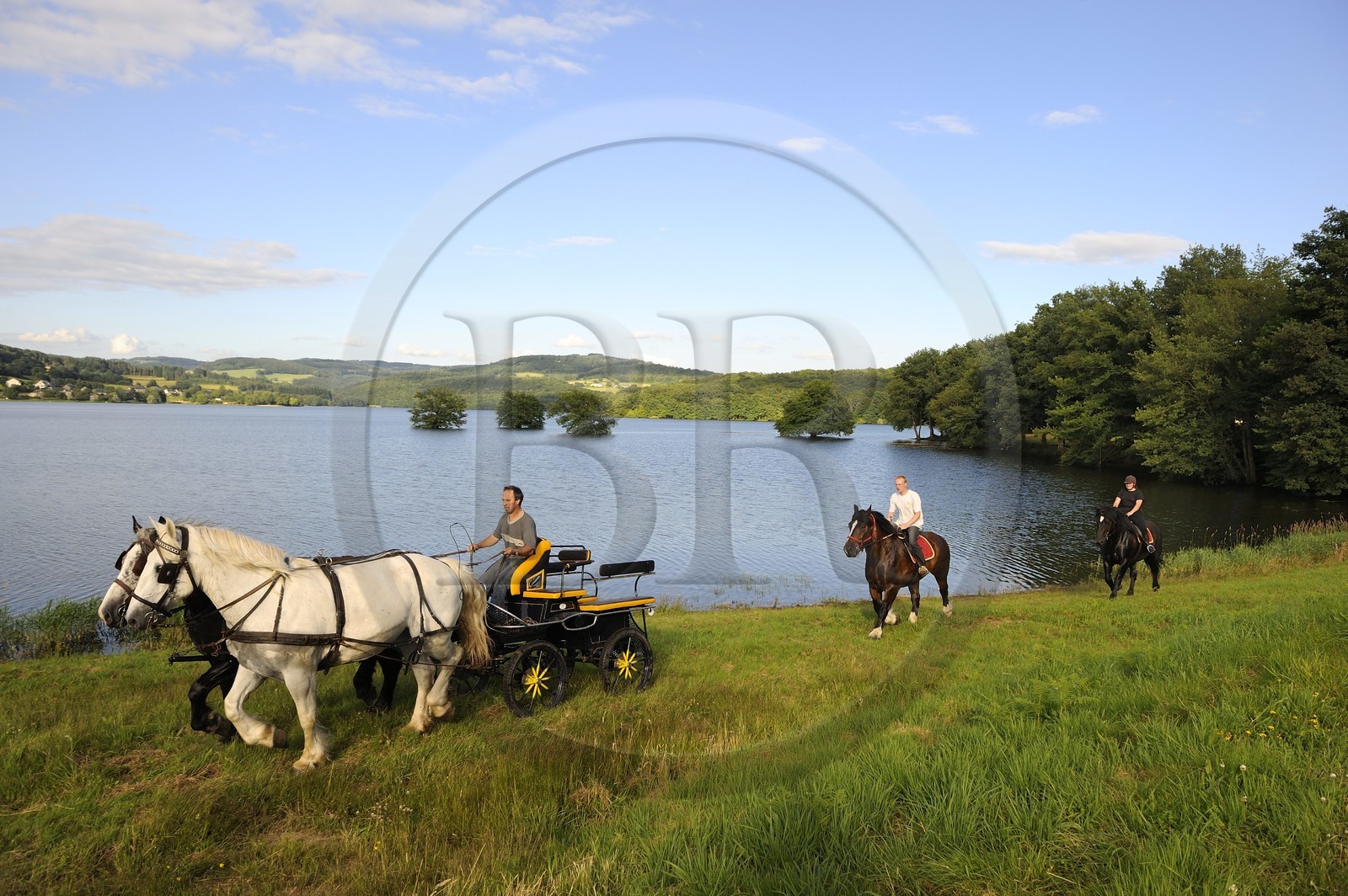 France, Nièvre (58), lac de Pannecière, Alain Perruchot agriculteur et éleveur de chevaux au commande de son attelage