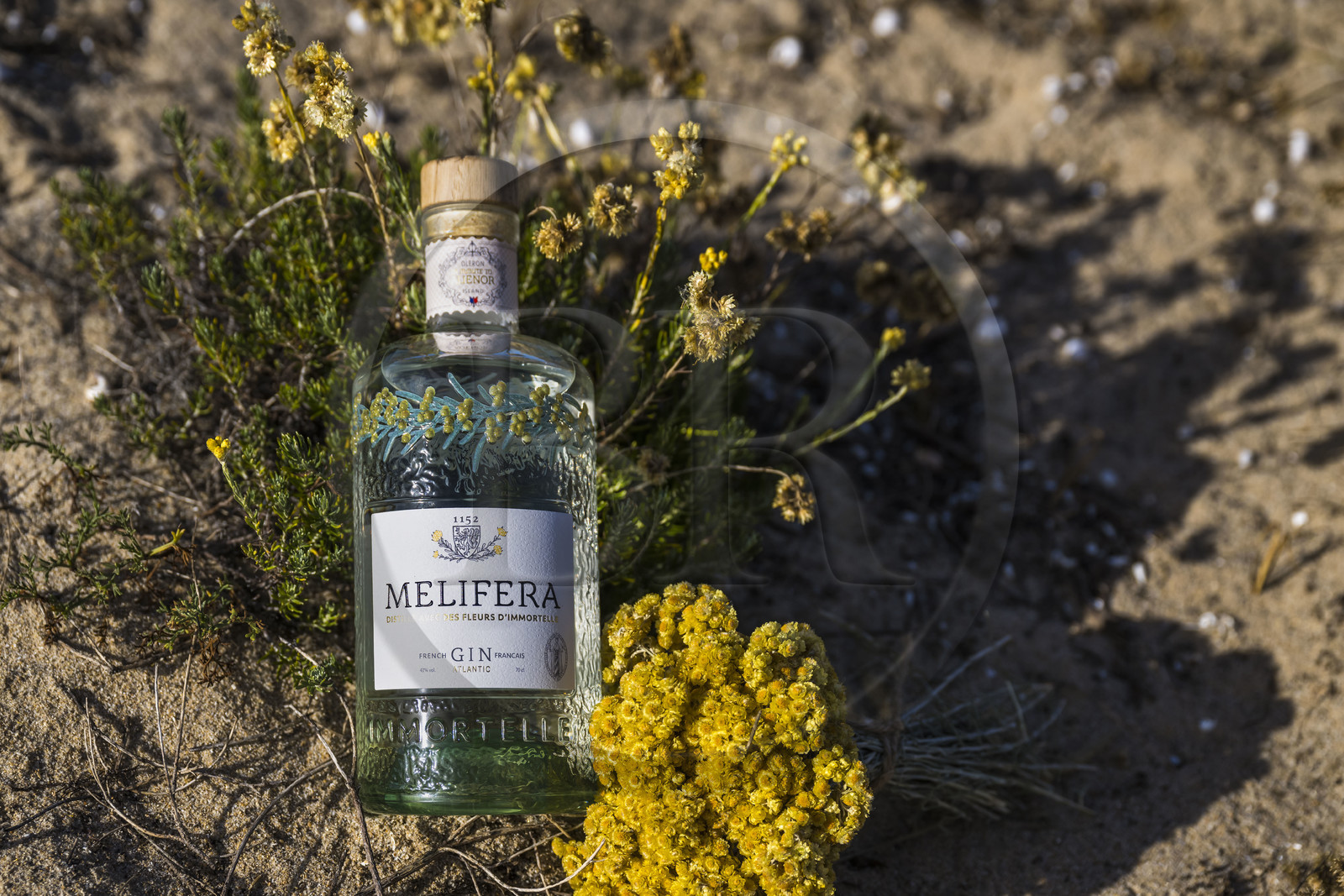 France, Charente-Maritime (17), Ile d'Oléron, Saint-Georges-d'Oléron, bouteille de Gin Melifera avec des fleurs d'immortelles (helichrysum stoechas) dans les dunes de la plage de Chaucre