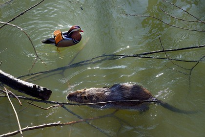 France, Val-de-Marne (94), les bords de Marne, Bry-sur-Marne, canard mandarin mâle (Aix galericulata) et Ragondin (Myocastor coypus) en premier plan