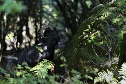 France, Haute Corse, Castagniccia, goat