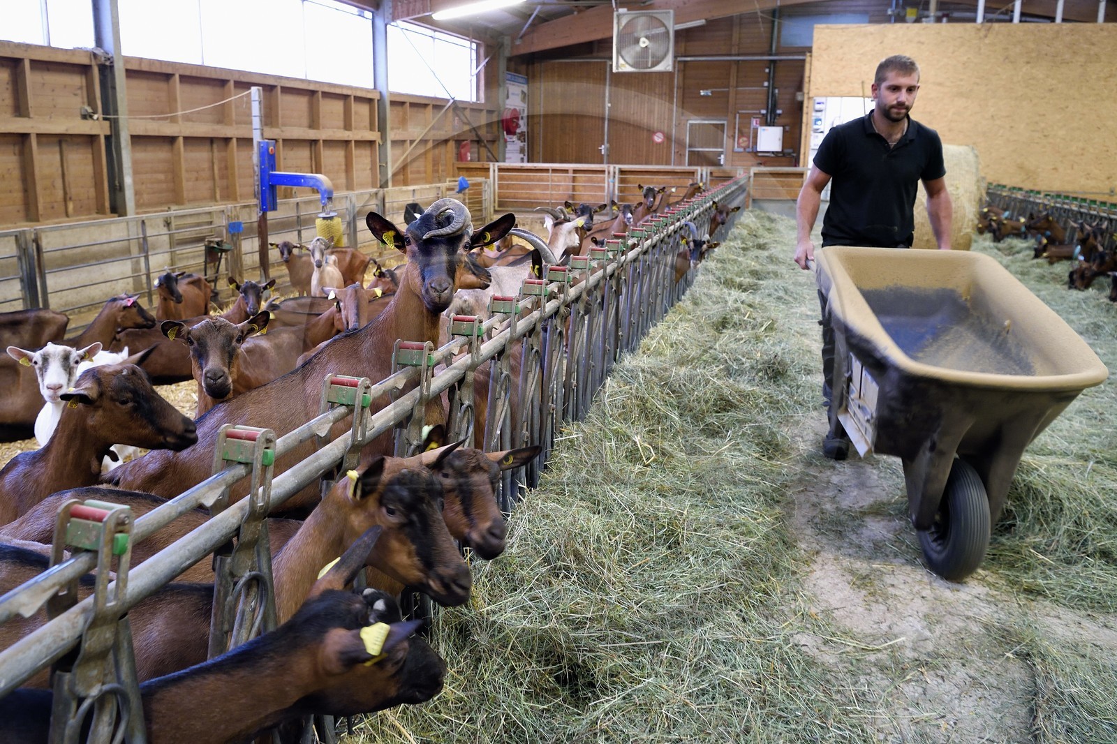 France, Bas Rhin, Northern Vosges Regional Natural Park, Obersteinbach, the goat farm at La Ferme du Steinbach, Florian Sturtzer feeds goats