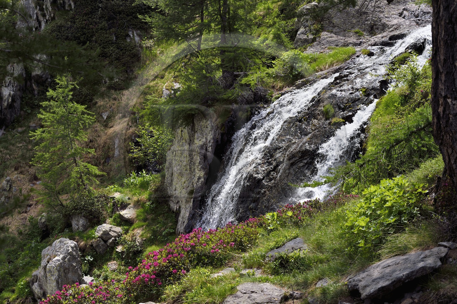 France, Alpes-Maritimes, parc national du Mercantour (Mercantour National Park), Valmasque valley, ice bolt waterfall