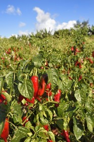 France, Ile de la Reunion, côte sud, Petite-Ile, culture du piment rouge de la Réunion