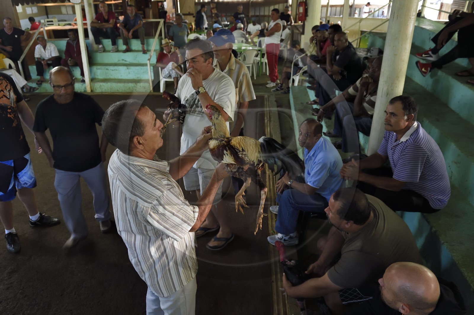 France, Ile de la Reunion, Petit Tampon, combat de coqs dans le Rond de Coq, discussions entre propriétaires avant le combat France, Reunion island (French overseas department), Petit Tampon, cockfight in the Rond de Coq, discussions between owners before the fight