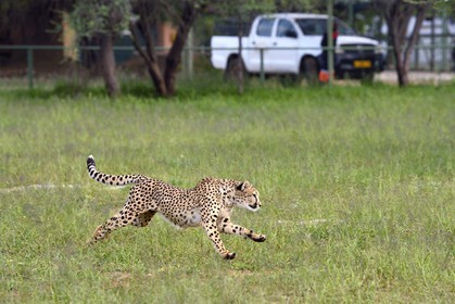 Namibia, Otjiwarongo, Cheetah Conservation Fund, research and education centre, cheetah (Acinonyx jubatus) trained to run to keep fit and healthy