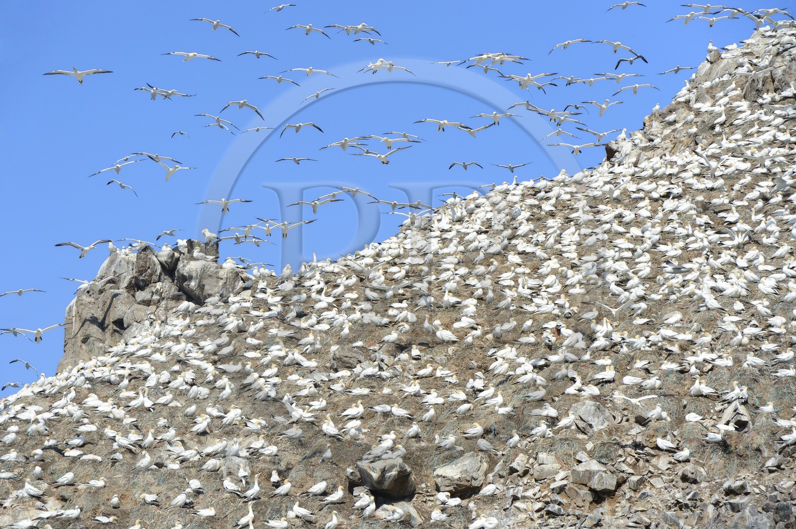 France, Cotes-d'Armor, Perros-Guirec, Sept-Iles Archipelago and bird sanctuary, Rouzic island, northern gannets colony (Morus bassanus), single point of nesting in France for more than 20,000 couples