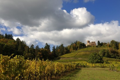 France, Bas-Rhin (67), château de Kintzheim et son vignoble