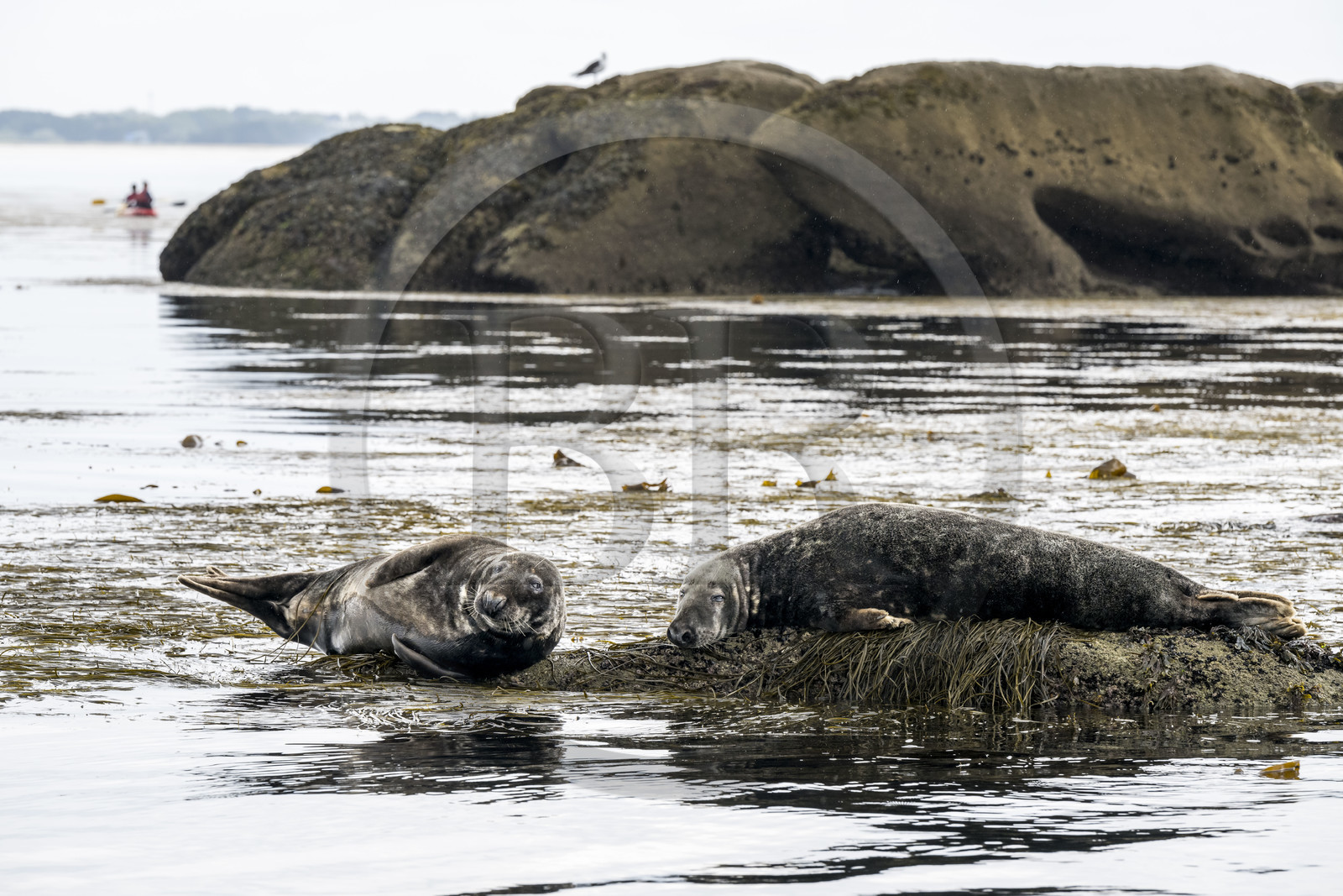 France, Finistère, Penmarch, Étocs archipelago, gray seal (halichoerus grypus)