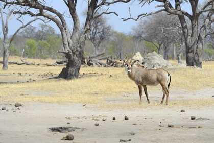 Zimbabwe, Matabeleland North Province, Hwange National Park, roan antelope (Hippotragus equinus)