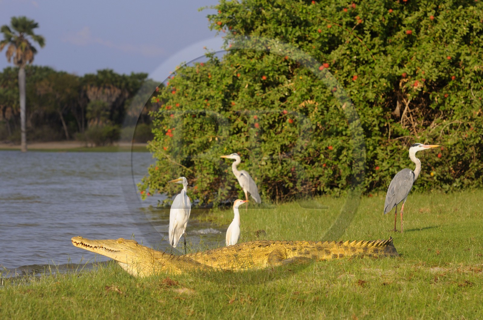 Tanzanie, Reserve de gibier de Selous une des plus grandes zones protégées au monde et inscrite sur la liste du patrimoine mondial de l’Unesco depuis 1982, crocodile du Nil (Crocodylus niloticus) et hérons sur le lac Nzerakera formé par la rivière Rufiji