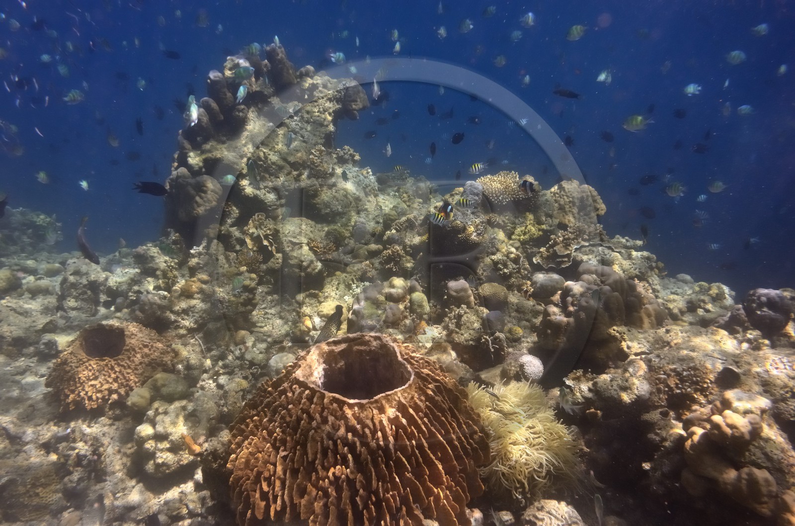 Philippines, Calamian Islands dans le nord de Palawan, Coron Island Natural Biotic Area, récif de corail