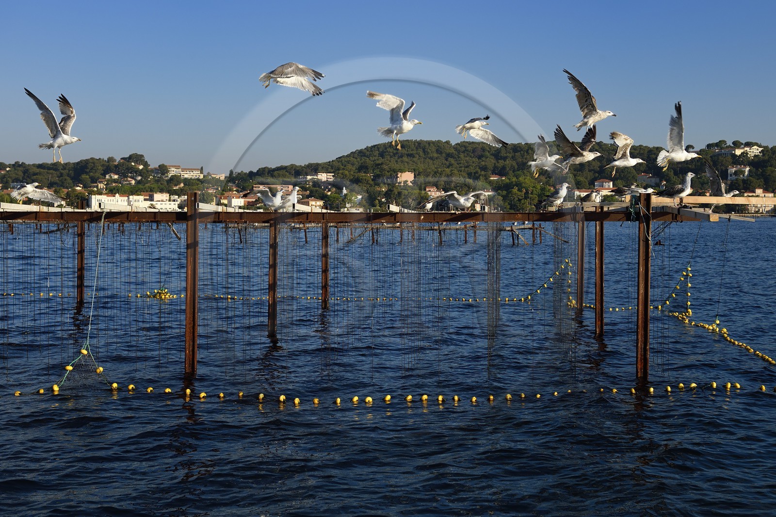 France, Var, La Seyne sur Mer, gulls over an mussels farm in the bay of Tamaris