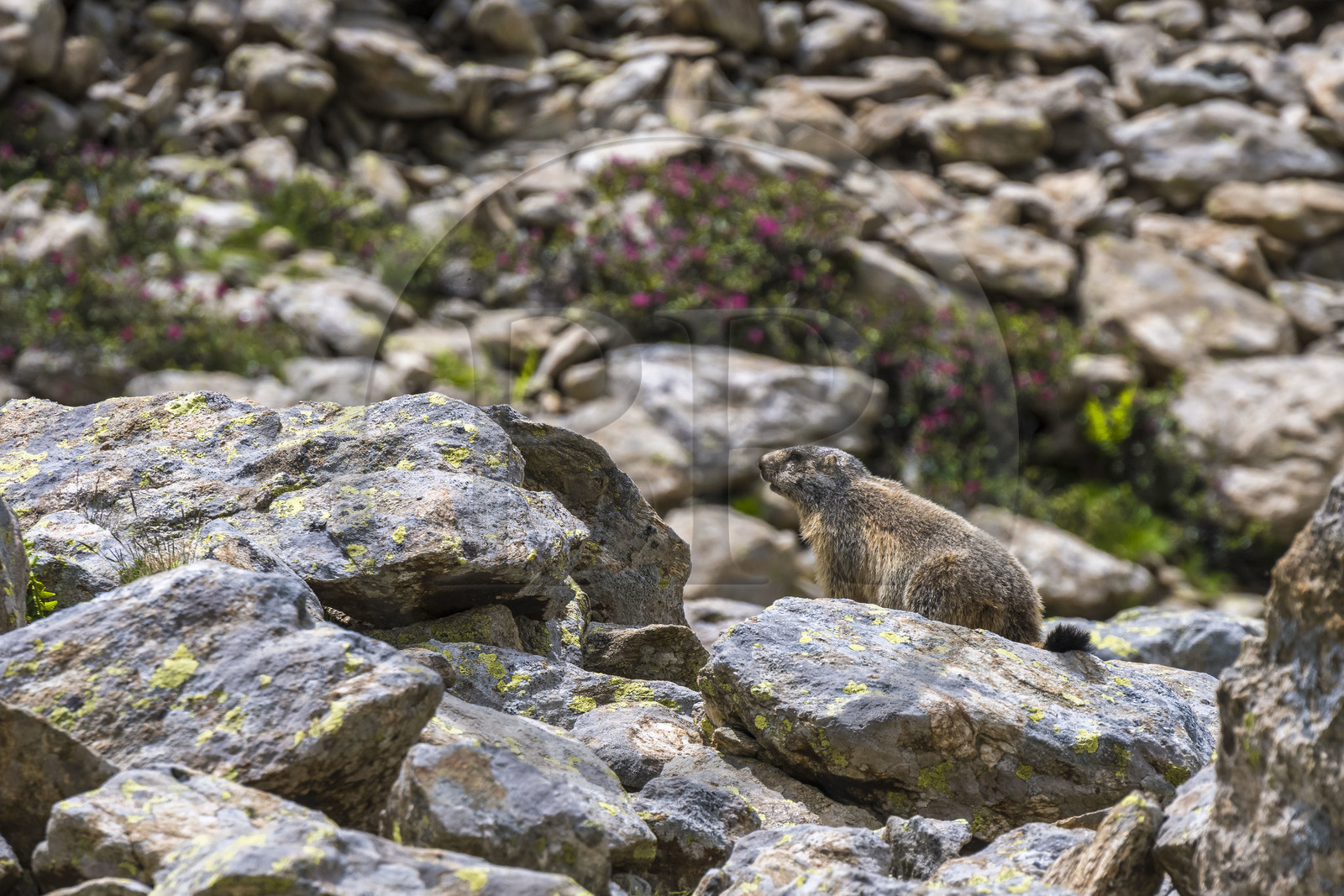 France, Alpes-Maritimes (06), parc national du Mercantour, Haute-Vésubie, Saint-Martin-Vésubie, Val du Haut Boréon, marmotte des Alpes (Marmota marmota) vers le lac de Trécolpas