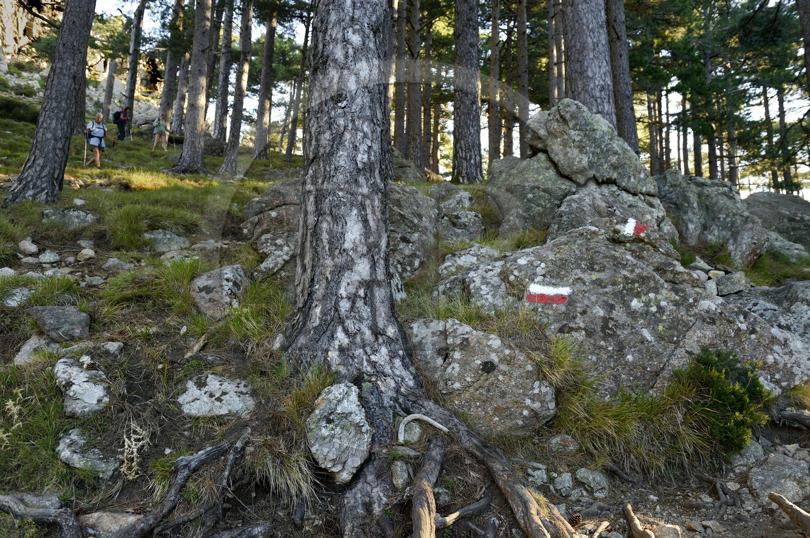 France, Corse-du-Sud (2A), Alta Rocca, marque du sentier de randonnée du GR 20 dans la forêt au pied des Aiguilles de Bavella
