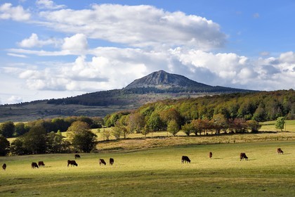France, Ardèche (07), parc naturel régional des Monts d'Ardèche, Massif du Mézenc, troupeau de vaches dans un pré devant le Suc de Montfol (1594 m)