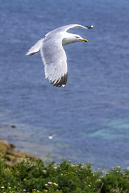 France, Finistère (29), Pays des Abers, Ile Vierge dans l'archipel de Lilia, goéland