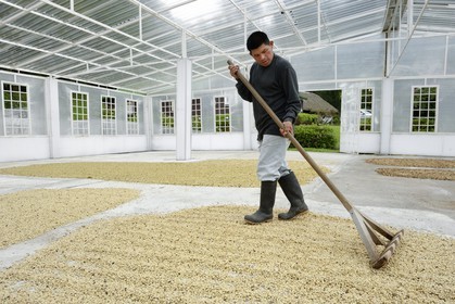 Panama, province de Chiriqui, Boquete, plantation de café Finca Lerida, sechage des grains de café sous abri