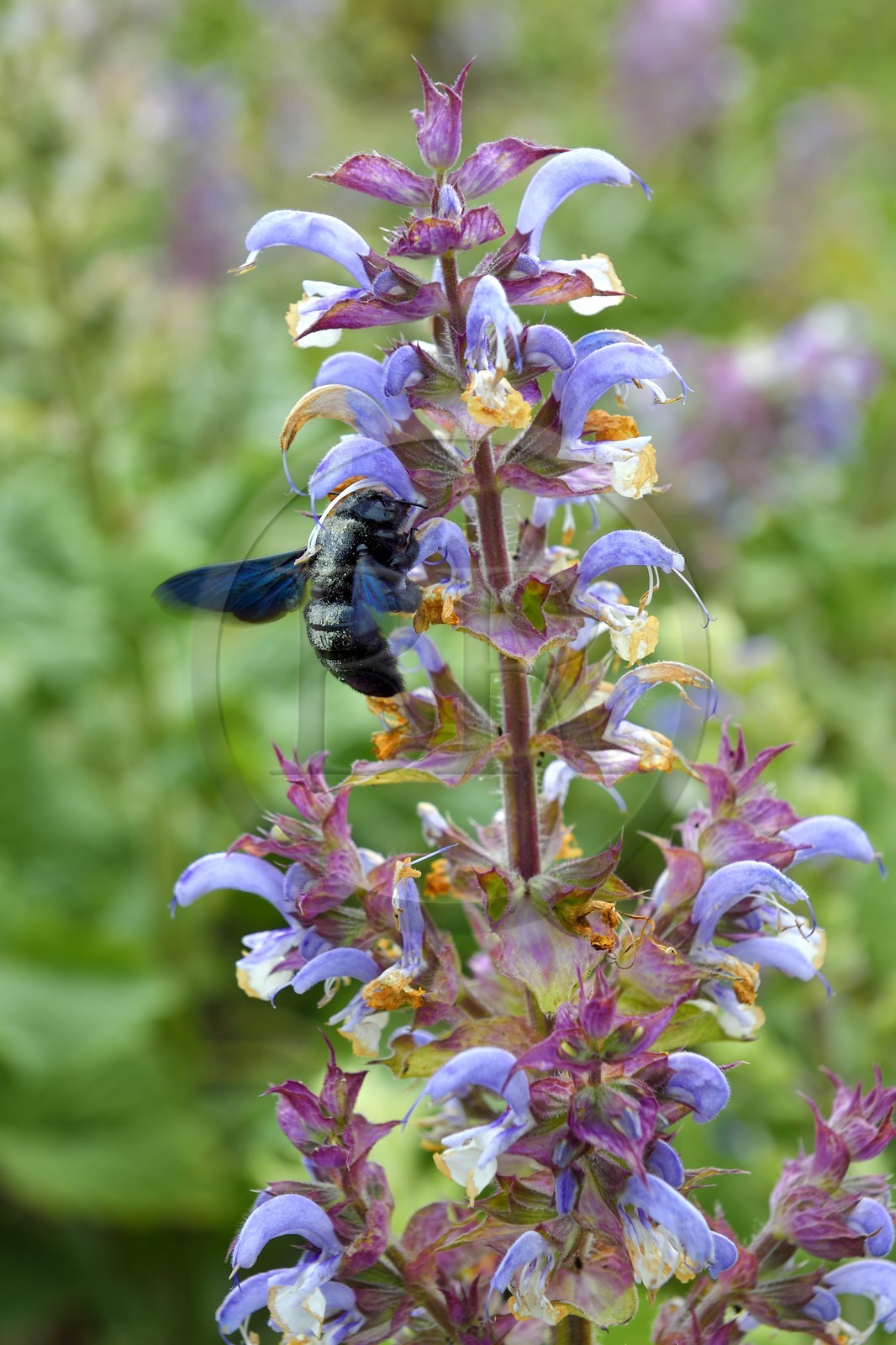France, Alpes-Maritimes (06), Mouans-Sartoux non loin de Grasse, Jardins du Musée International de la Parfumerie