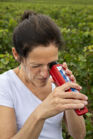 France, Cote d'Or, Climats terroirs of Burgundy listed as World Heritage by UNESCO, Cote de Beaune, Beaune, parcelle Les Greves planted in 1er cru de Beaune, the winegrower and winemaker of the Hospices de Beaune Ludivine Griveau, measures the alcohol content of the grapes with her refractor, tastes the skin and pulp of the grapes, and monitors the bunches and the apex.