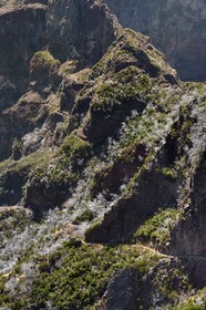 Portugal, Ile de Madère, randonnée sur le Vereda do Areeiro entre les monts Pico Ruivo (1862m) et Pico Arieiro (1817m), foret de bruyères arborescentes brulée en 2010 sur le Pico Das Torres