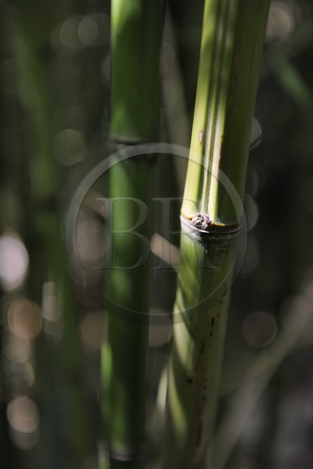 .France, Var, Le Rayol Canadel sur Mer, Domaine du Rayol, Jardin des Mediterranees, Conservatoire du Littoral Estate, compulsory mention, bamboos trunks