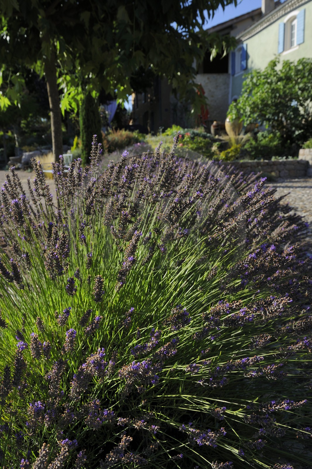 France, Var, Provence Verte (Green Provence), Bras village next to Saint Maximin, Le Peyrourier Bed & Breakfast, une campagne en Provence, lavender