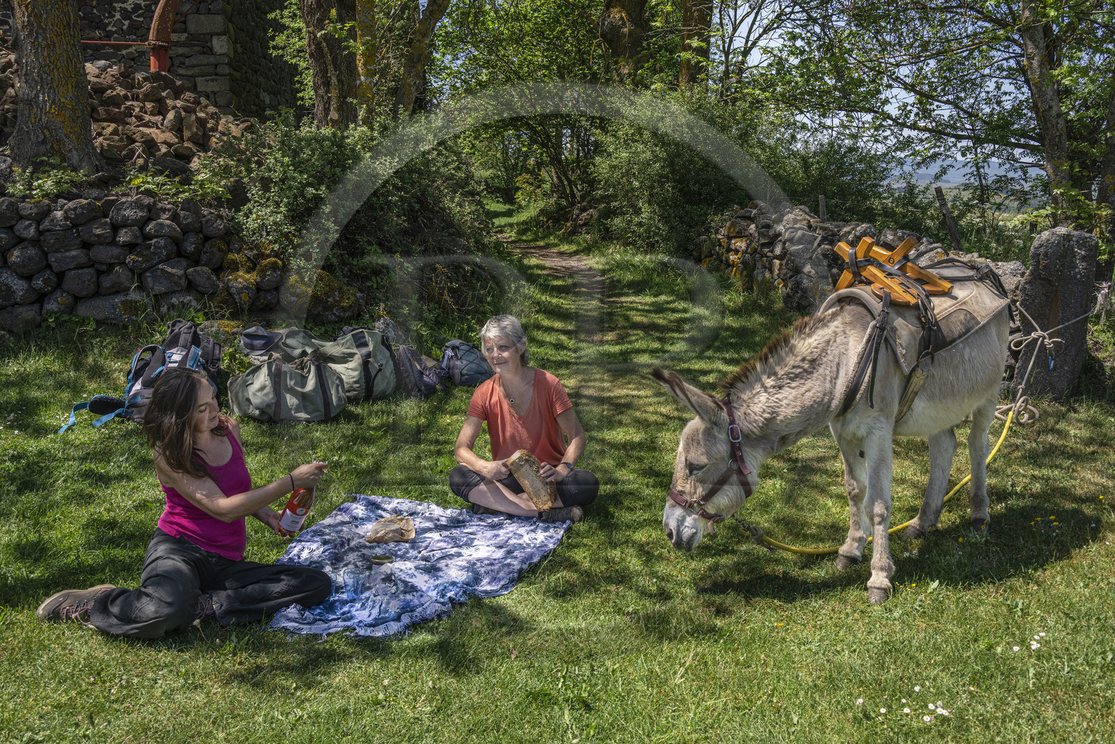 France, Haute-Loire (43), randonnée avec un âne sur le chemin de Stevenson (GR 70) entre Le Monastier-sur-Gazeille et Saint-Martin-de-Fugères, arret pique-nique