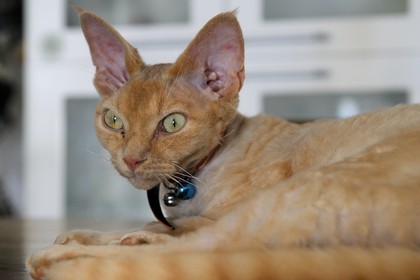 France, Ile de la Reunion, chat Devon Rex