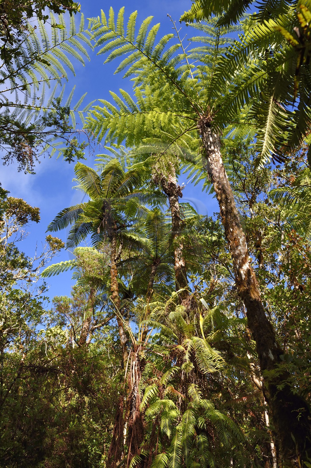 France, Reunion island (French overseas department), Saint Benoit, Parc National de La Reunion (Reunion National Park), listed as World Heritage by UNESCO, Bebour forest, ferns on the Piton Bebour trail