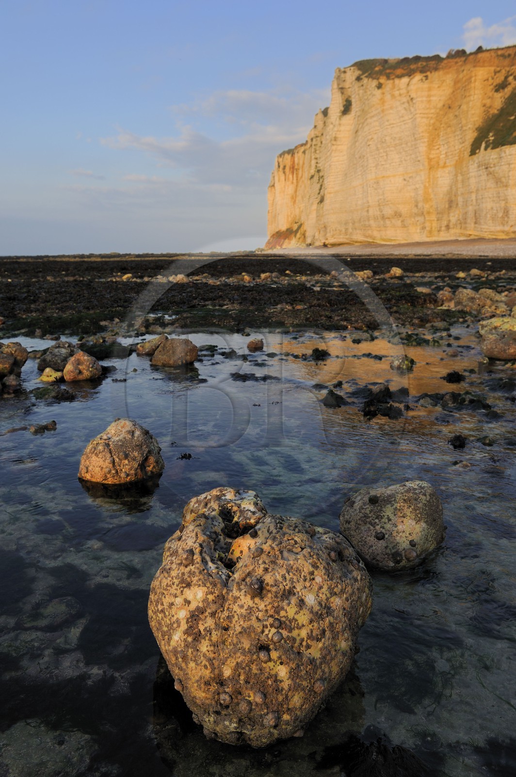 France, Seine-Maritime (76), Côte d'Albâtre, Vattetot-sur-Mer, les falaises et la plage à marée basse