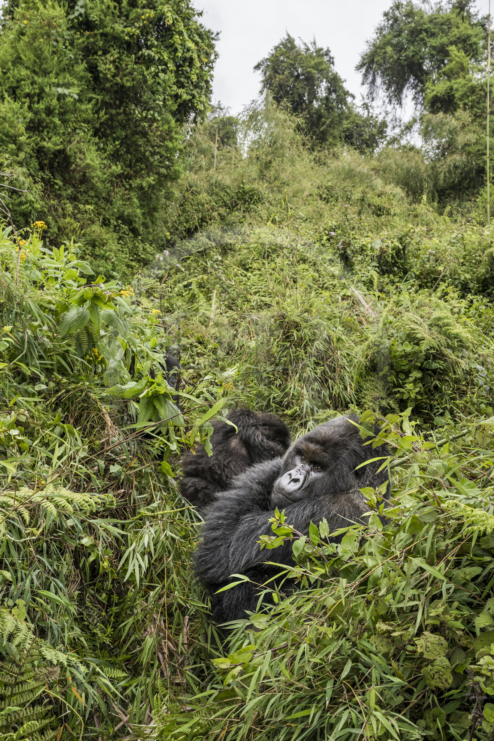 Rwanda, Province du Nord, Parc National des Volcans dans la chaine des Monts Virunga, mont Karisimbi, gorille des montagnes (Gorilla beringei beringei), dos argenté (silverback) nommé Impuzamahanga qui est le male dominant du groupe Susa