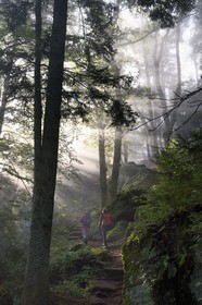 France, Bas Rhin, Mont Saint Odile, hike along the Pagan Wall, vestige of a wall probably from the Merovingian period with a total length of eleven kilometers, sunrise in the early morning mist