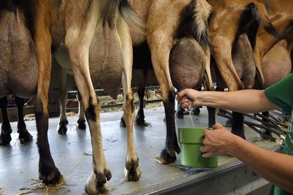 France, Var, the Dracenie, village of Chateaudouble, La Pastourelle cheese farm, milking goats