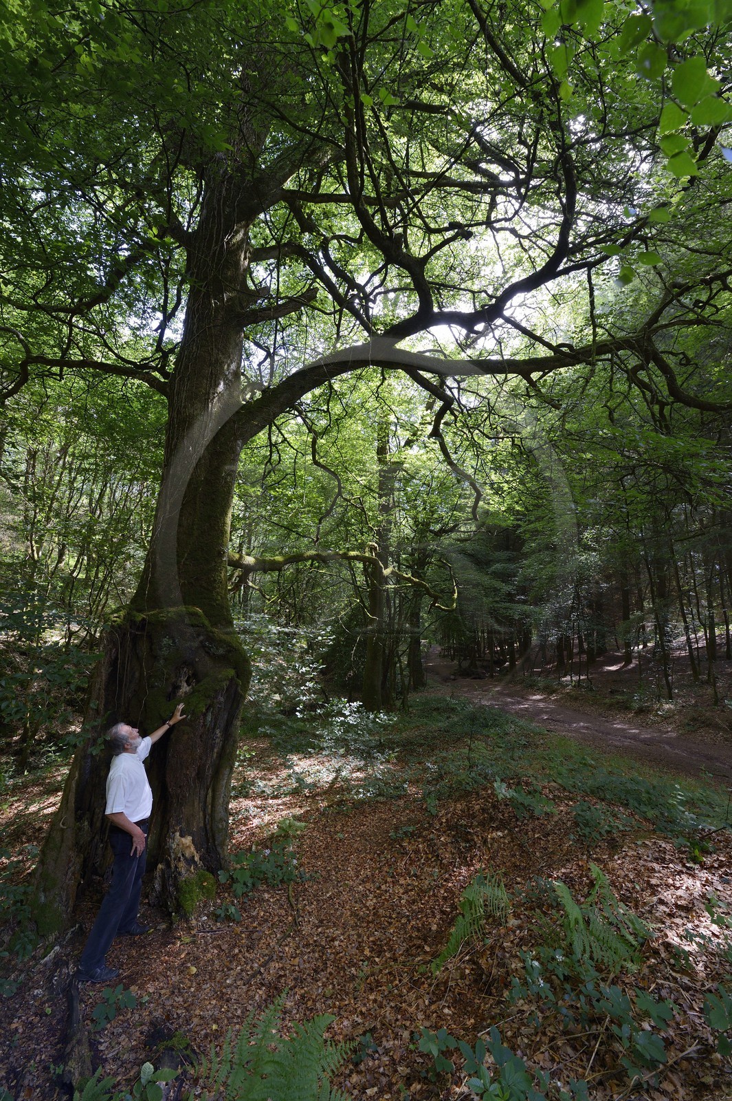 France, Morbihan, forest of Broceliande, Trehorenteuc, very old beech tree in the Val sans retour (Valley of No Return)