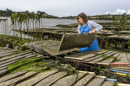 France, Finistère (29), Pays des Abers,  Lannilis, viviers et parc à huitres Prat-Ar-Coum, entreprise ostréicole de la famille d’Yvon Madec sur l'Aber Benoit, Caroline Madec travaille sur des poches de criblure de naissains d’huitres