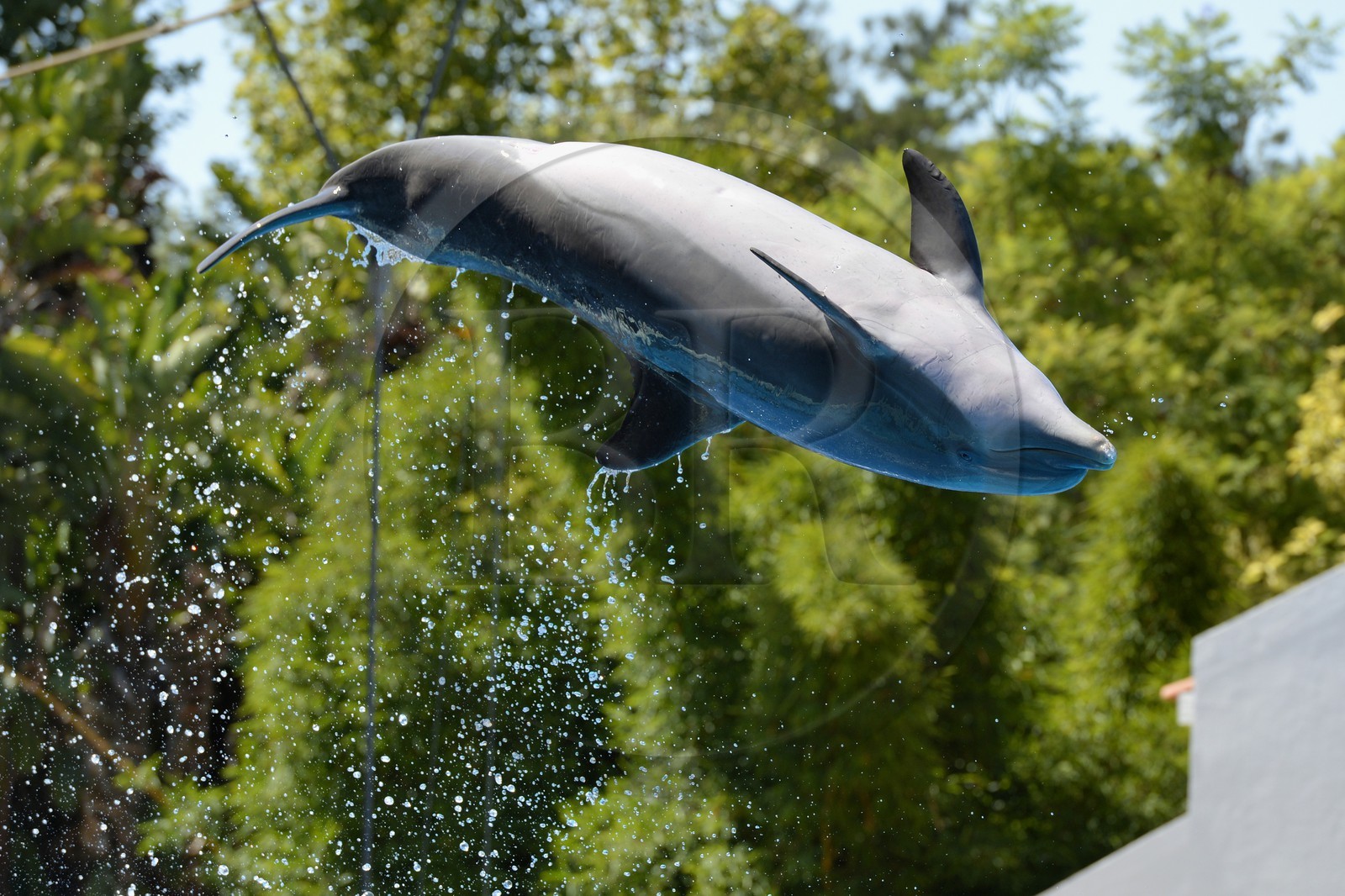 Portugal, Lisbonne, Jardin zoologique, le delphinarium, dauphin faisant le spectacle