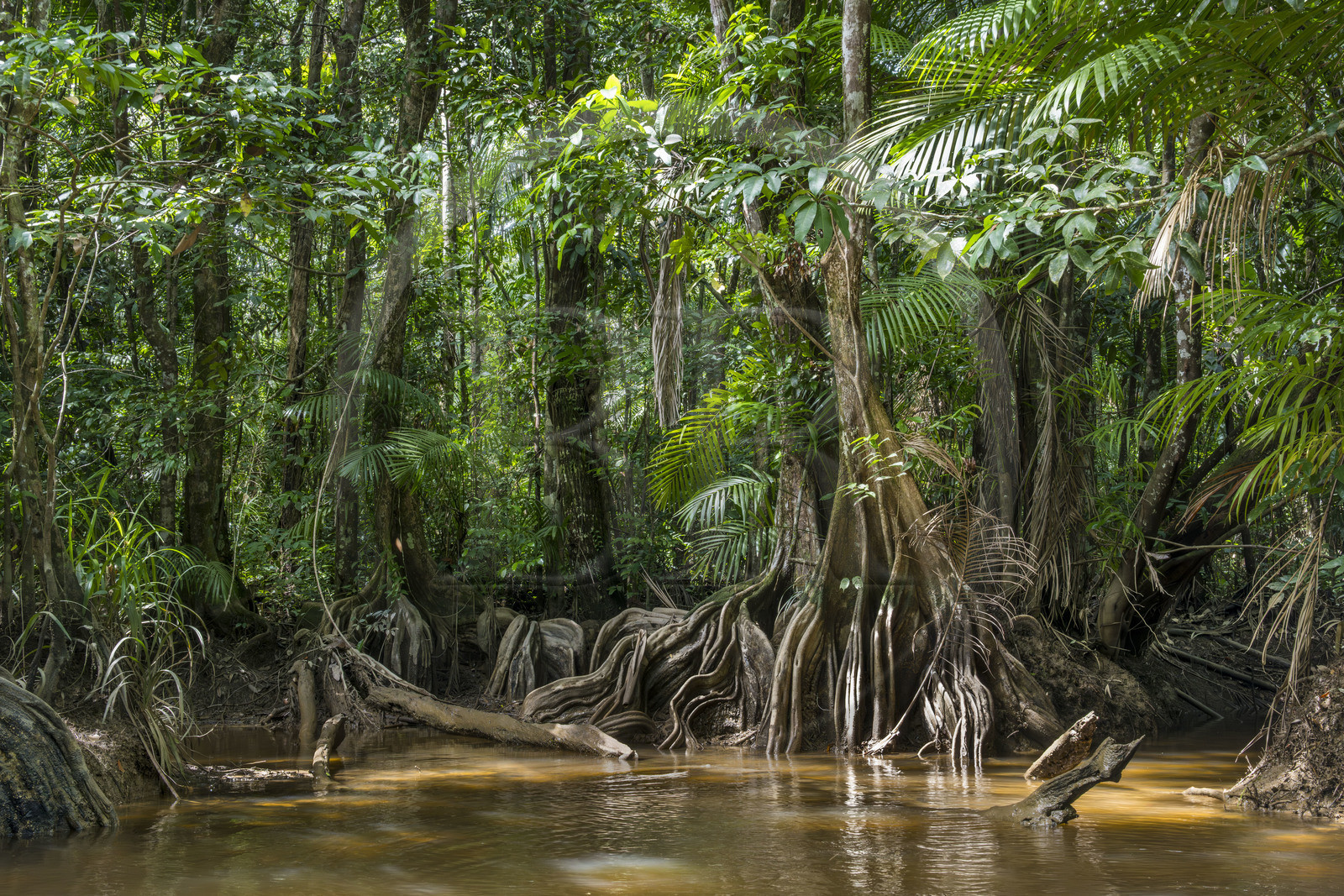 France, Guyane, Kourou, camp Maripas dans la forêt tropicale, Pterocarpus officinalis aux grands contreforts ondulés ou moutouchi-marécage en créole guyanais dans une crique, petite rivière, affluent du fleuve Kourou