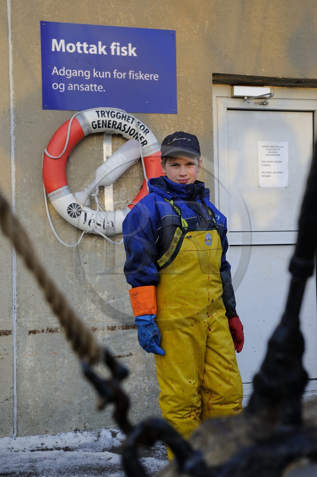 Norvège, Nordland, iles des Westeralen, port de Myre, jeunes garçons se faisant de l'argent de poche en travaillant pour une usine de cabillaud