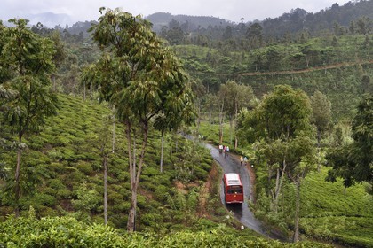 Sri Lanka, Province d'Uva, Bandarawela, plantation de thé et cueilleuses de thé sur Poonagala road