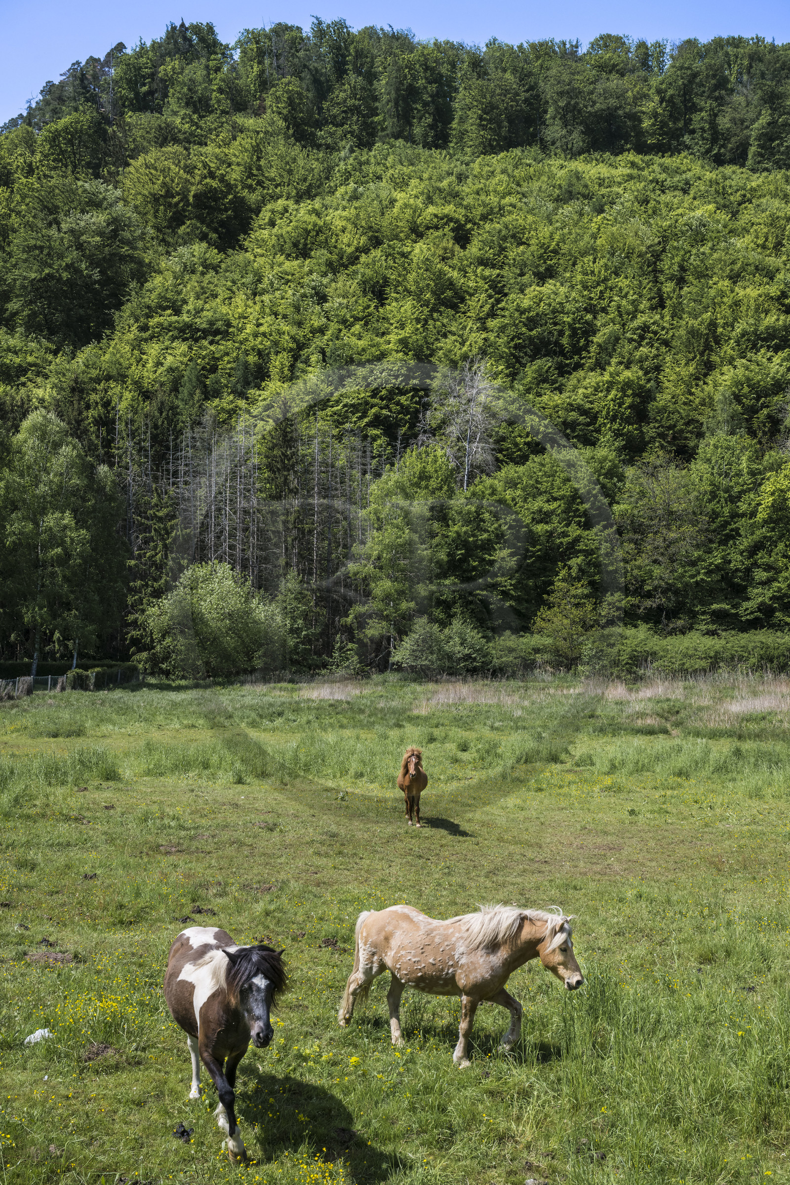 France, Bas-Rhin (67), Parc naturel régional des Vosges du Nord, Lembach, chevaux dans une prairie