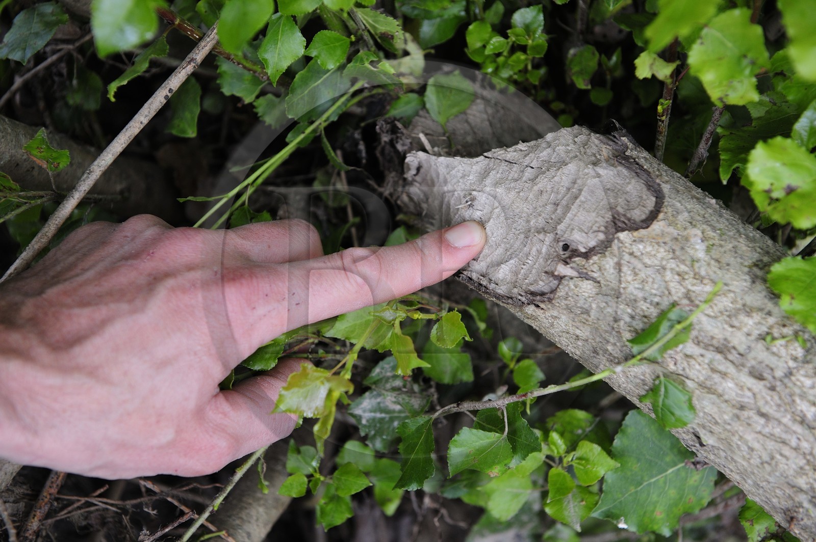 France, Nièvre (58), la Loire vers Pouilly-sur-Loire, traces de dents de castor