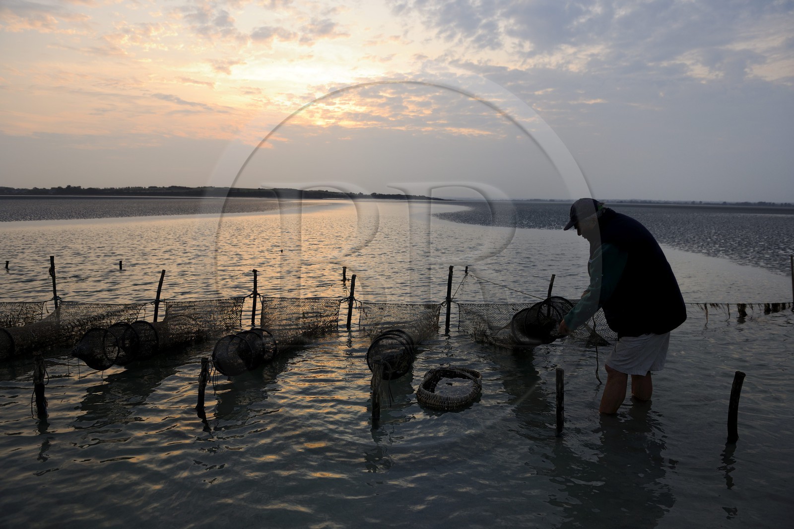 France, Manche (50), Baie du Mont-Saint-Michel, le pêcheur de grève Guy Jugan relevant ses filets de crevettes grises à l'aube