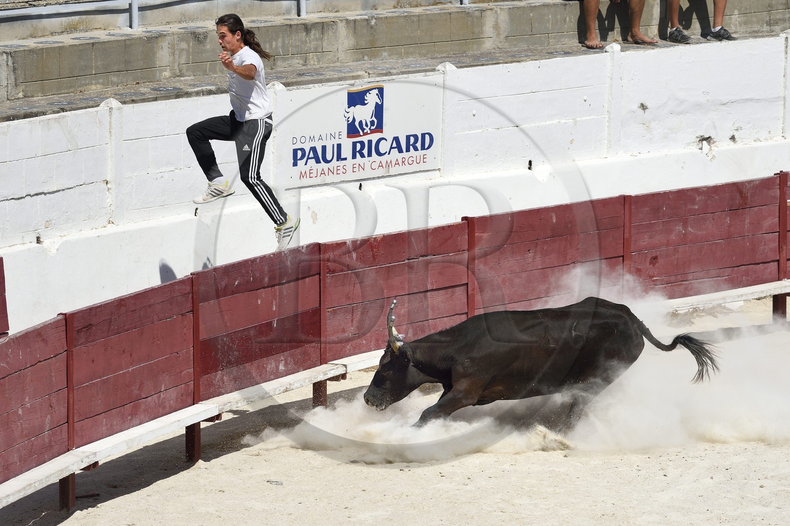 France, Bouches du Rhone, Parc naturel regional de Camargue (Regional Natural Park of Camargue), Vaccares pond, demonstration of course camarguaise at the arena of the Méjanes domain