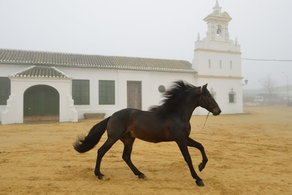 Espagne, Andalousie, province de Séville, Utrera, Finca El Pinganillo, le haras de la propriété, entrainement d'un Pure race espagnole ou PRE (Pura Raza Espanola)
