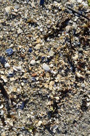 Suède, Västra Götaland, Iles Koster, plage de sable de Sydkoster, débris de coquillages