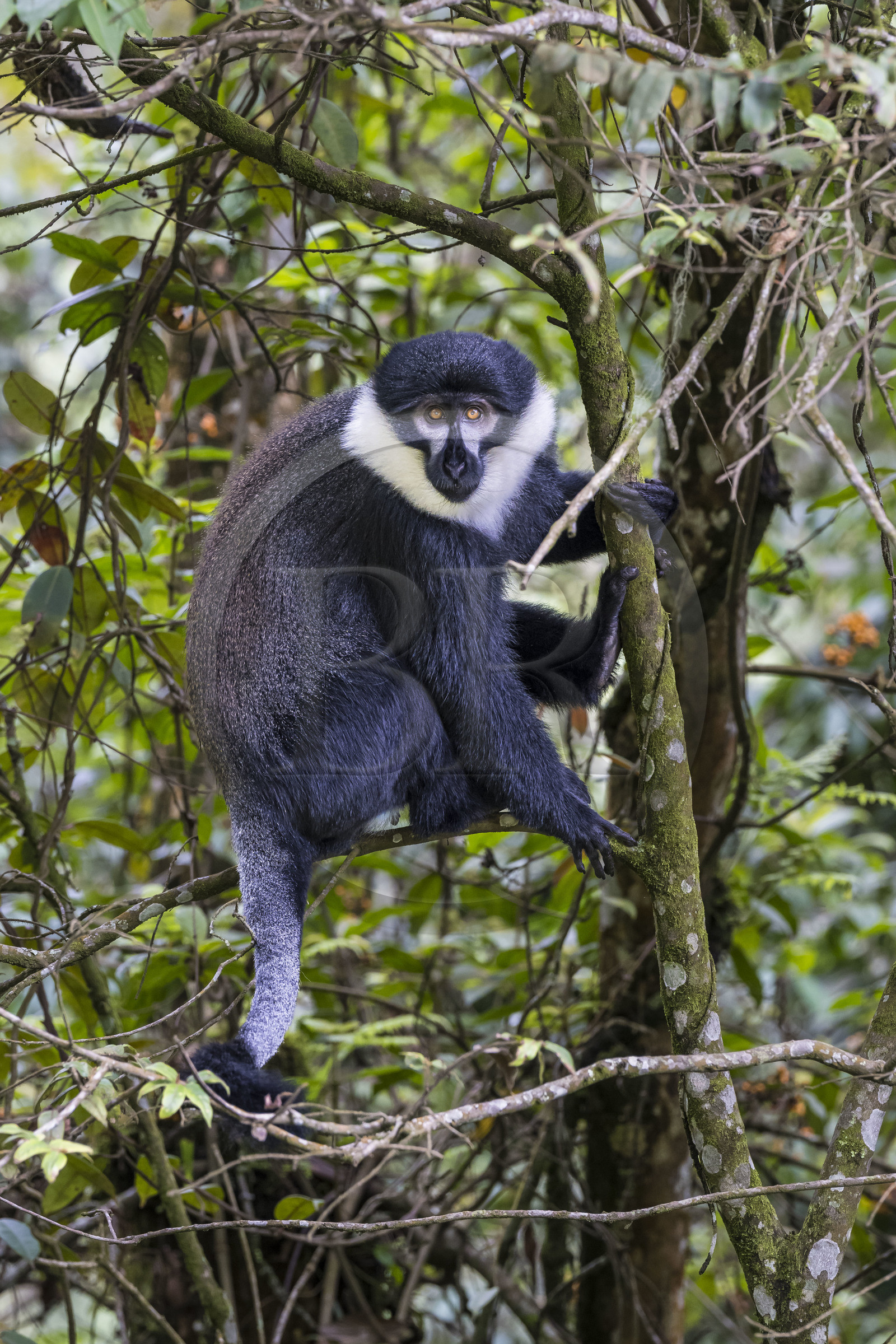 Rwanda, Western Province, Ibanda Hill at Uwinka, Nyungwe National Park, Hoest's monkey (Allochrocebus lhoesti) or mountain monkey