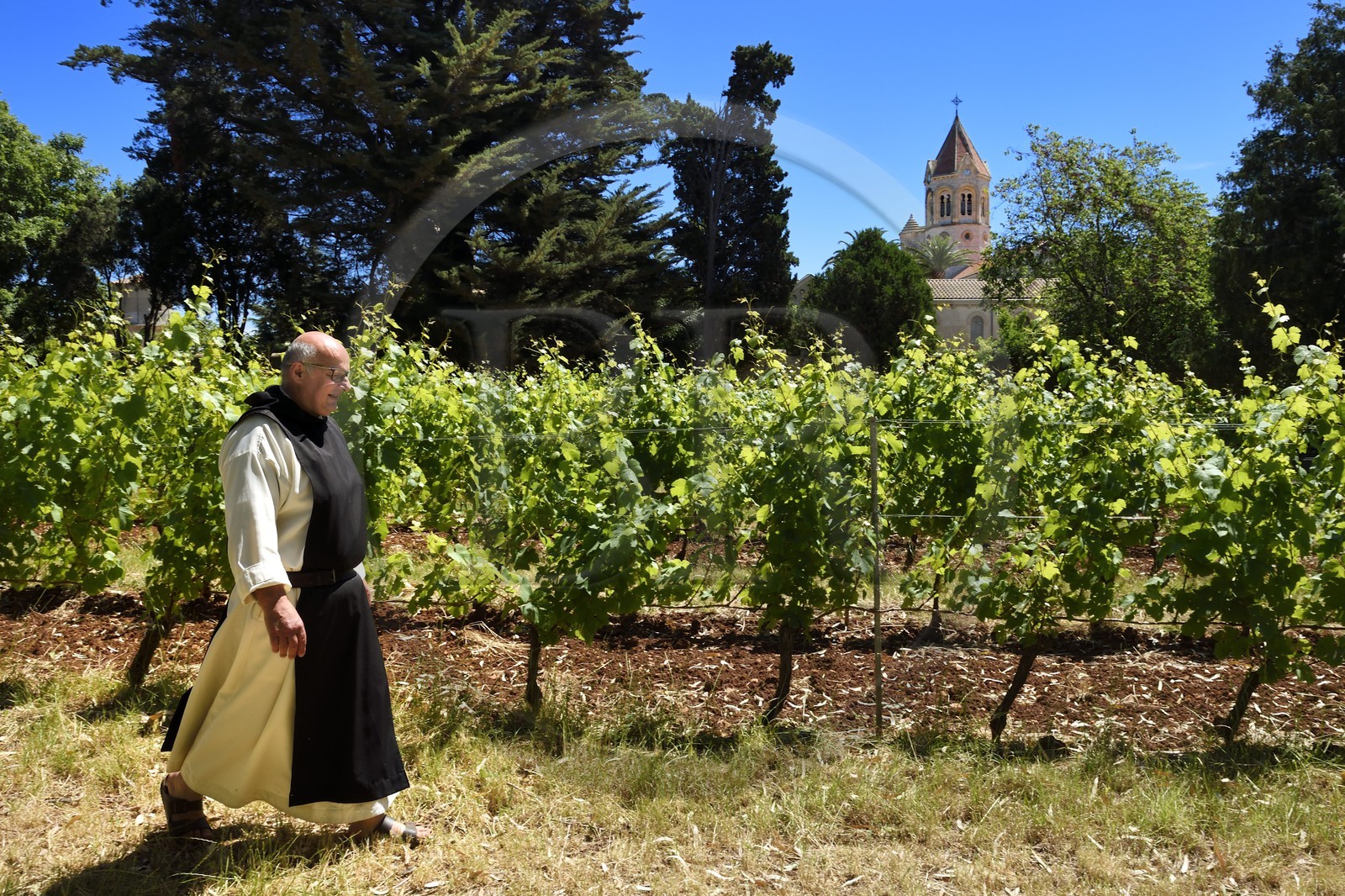 France, Alpes-Maritimes (06), Cannes, Iles de Lérins, Ile de Saint-Honorat, le frère Marie-Paques dans les vignes de l'Abbaye de Lérins, l'église abbatiale en arrière plan