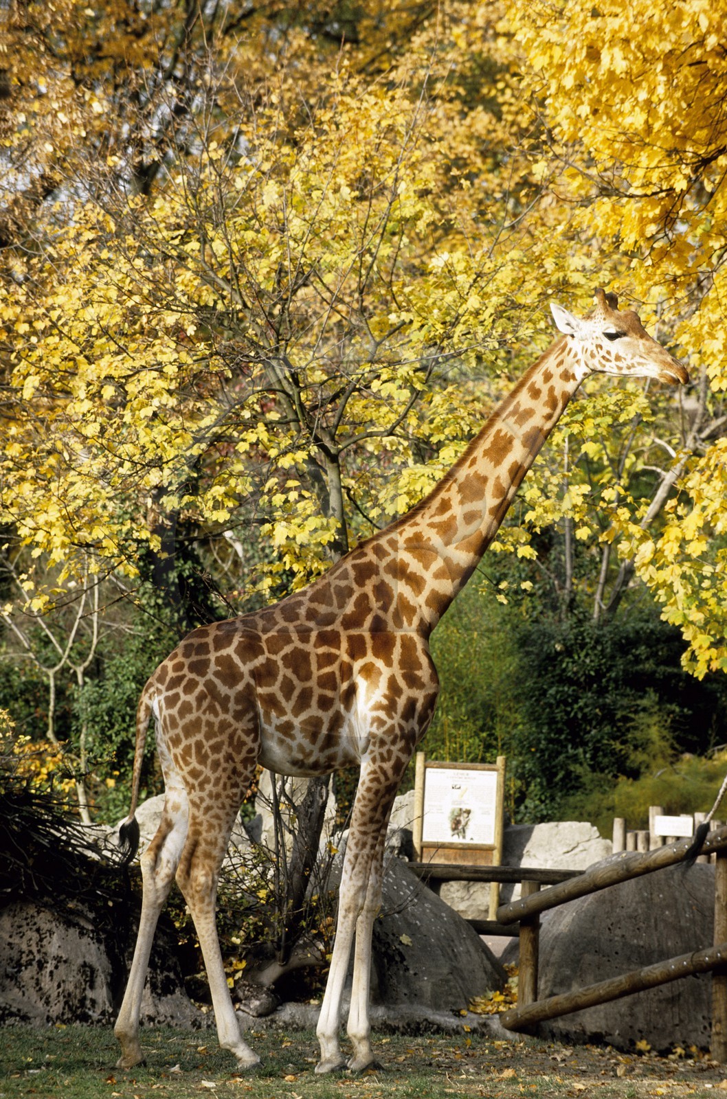 France, Paris (75), parc zoologique de Paris (Vincennes), les girafes